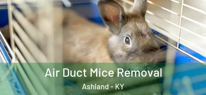 Air Duct Mice Removal Ashland - KY
